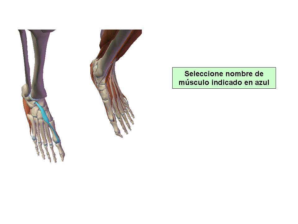 Para obtener chuleta presione aca.