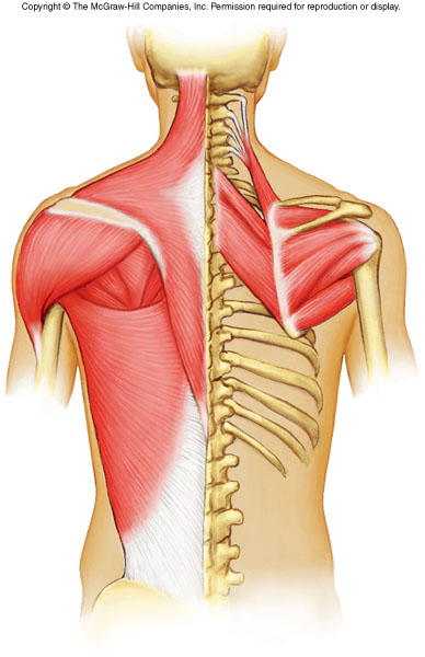 Axial Muscles - Quiz