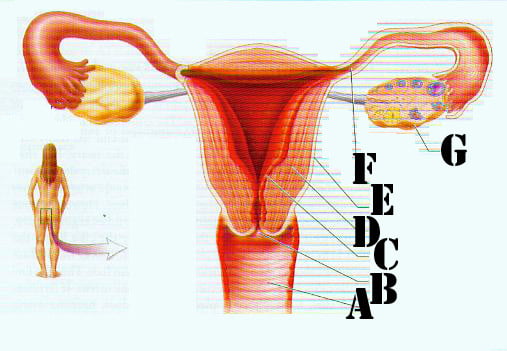 Female Reproductive System B