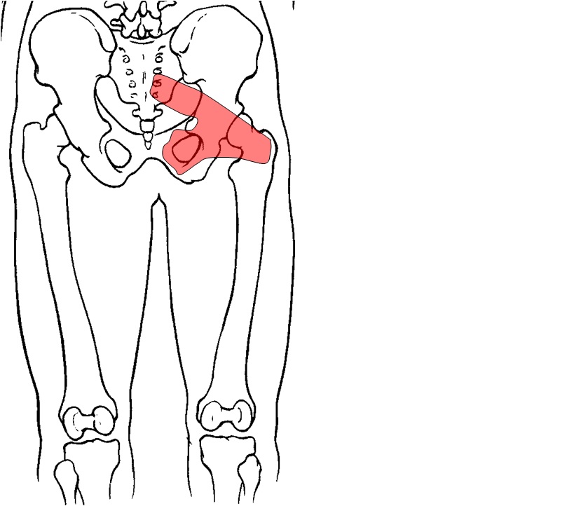 Anatomy Hip Joint Muscles