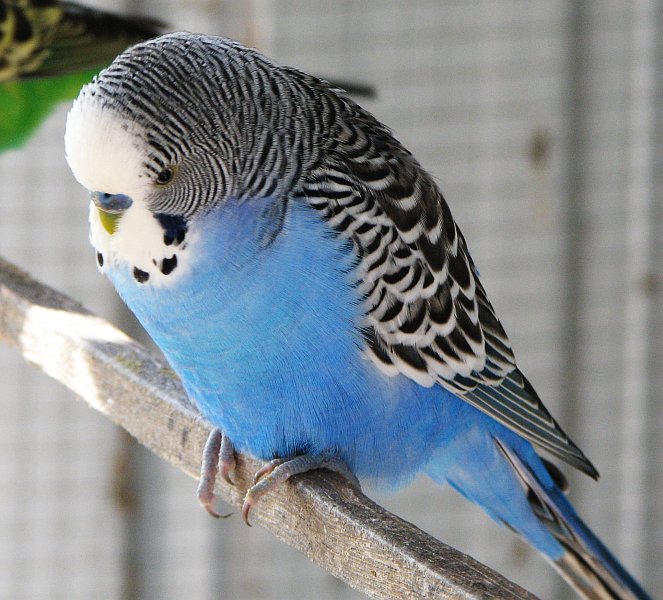 Quiz: How Well Do You Know Parrots? - Quiz