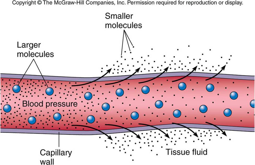 Anatomy And Physiology Chapter 3 - ProProfs Quiz