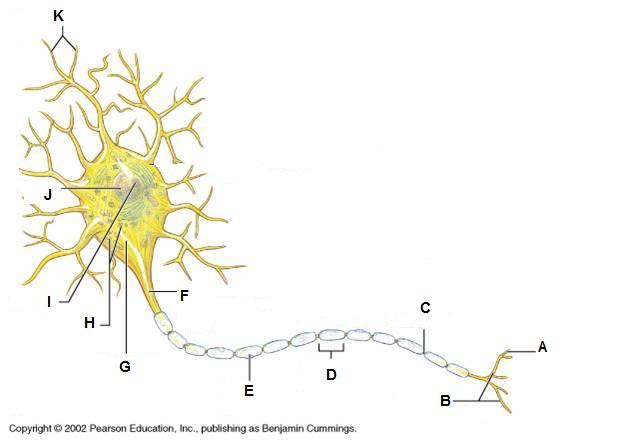 Anatomy & Physiology Exam 4 ProProfs Quiz