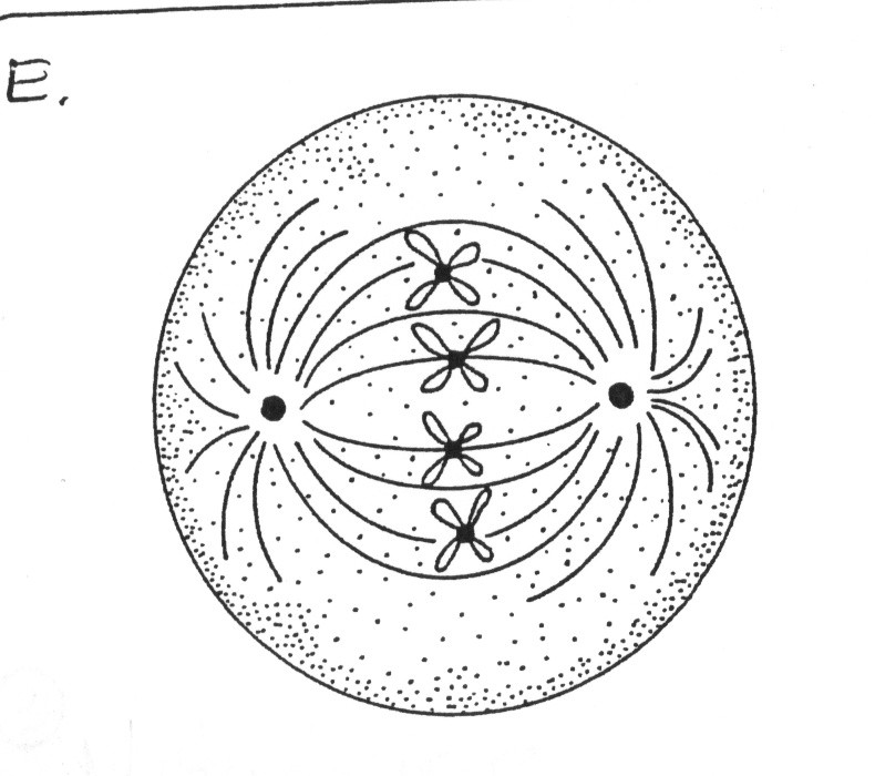 Plant Cells, Animal Cells, And Mitosis