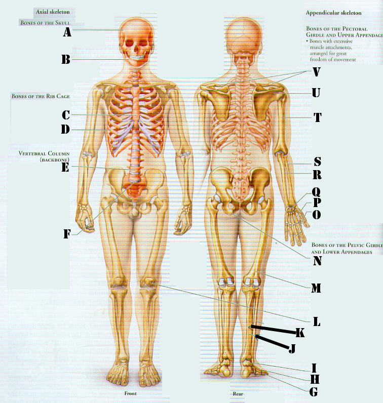 Скелет с внутренними органами. Скелет человека анатомия с органами. Анатомия внутренних органов со скелетом. Скелет человека со спины с органами.