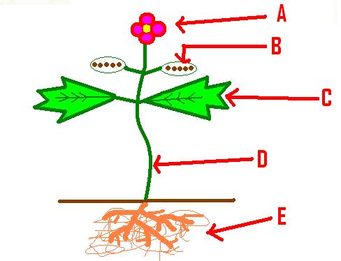 Quiz On Plants For Grade 5 With Answers - ProProfs Quiz