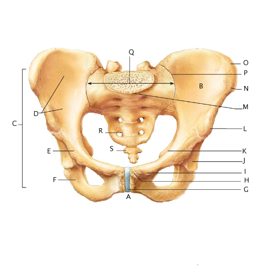 Anatomical Position and Planes, Human Anatomy and Physiology Lab (BSB 141)