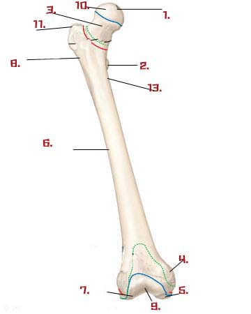 Lower Limb Anatomy Quiz Proprofs Quiz