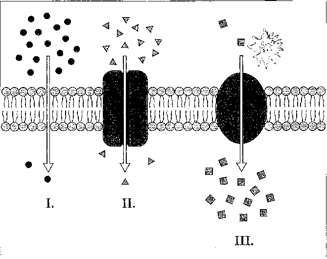 Membrane Structure And Function