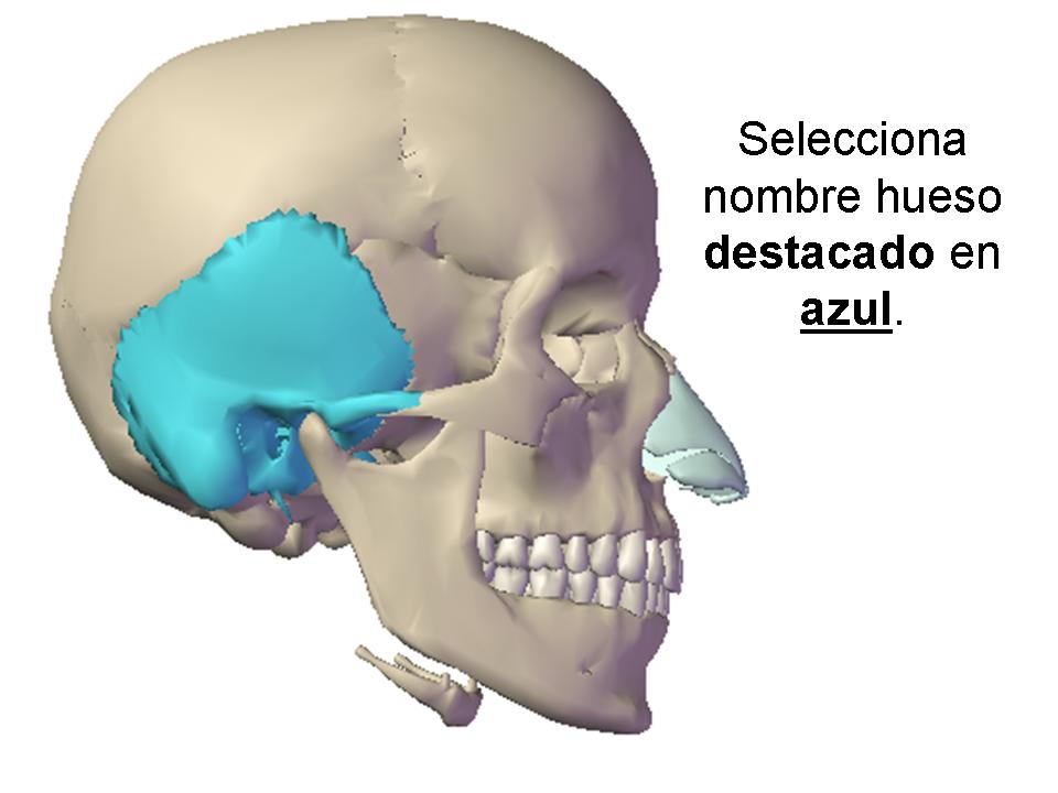 Huesos Esqueleto Humano - Quiz, Trivia & Questions