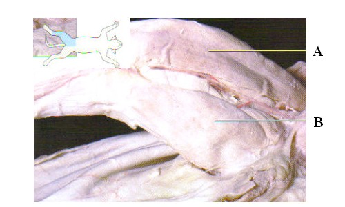 Pelvic Appendicular Muscles Of A Cat