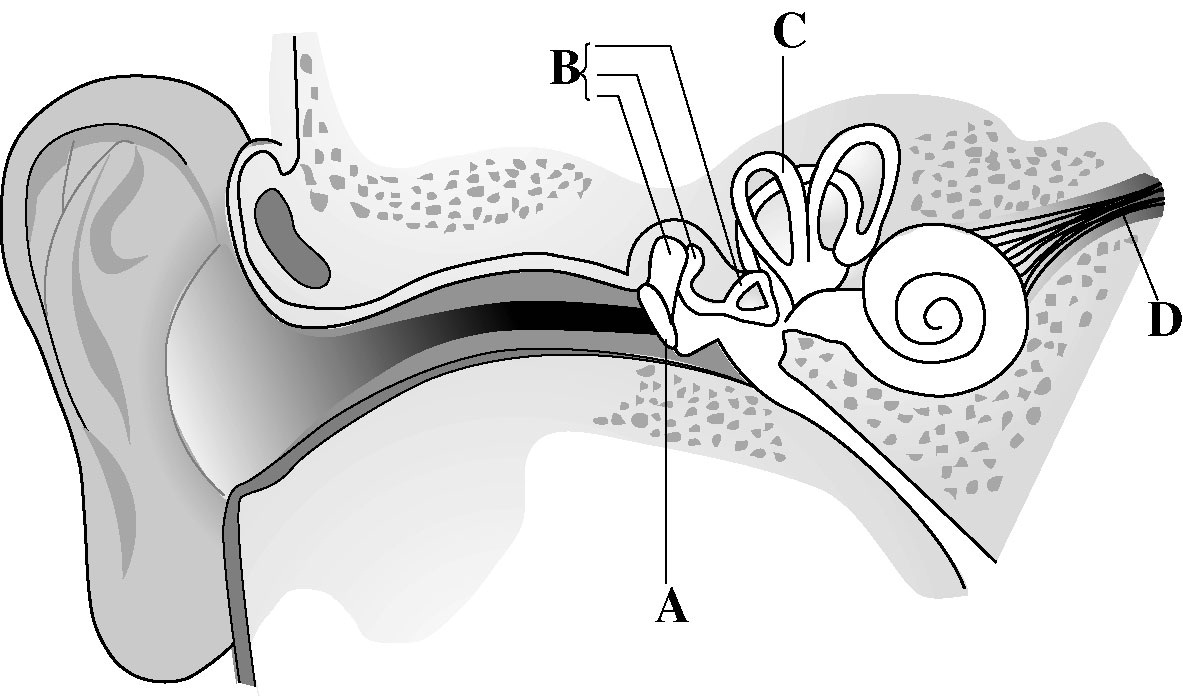 Cross Section Of A Bone Diagram : Diagrammatic representation of the