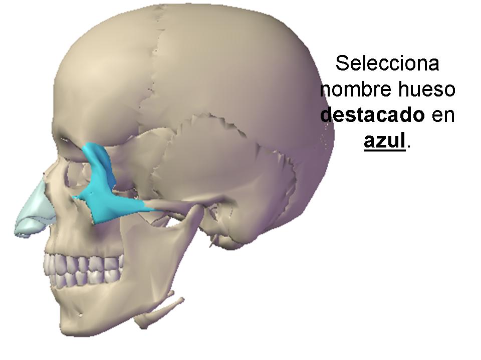 Huesos Esqueleto Humano - Quiz, Trivia & Questions