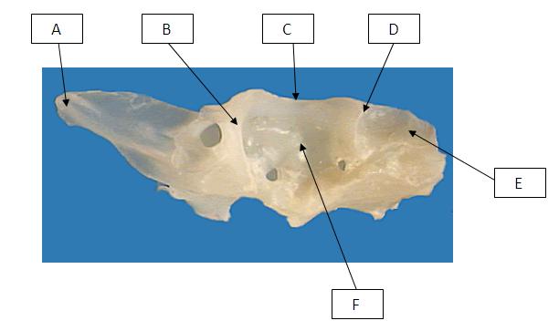 Skull Assesment - Quiz