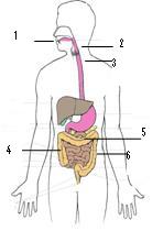11+ Pertanyaan Tentang Anatomi Fisiologi Sistem Pencernaan