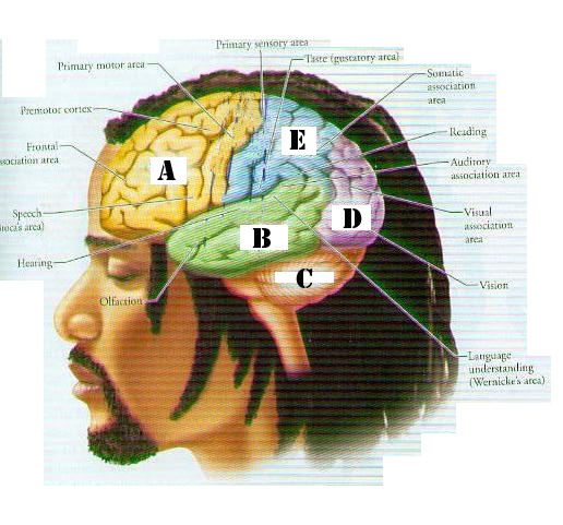 Olsen Nervous System Quiz