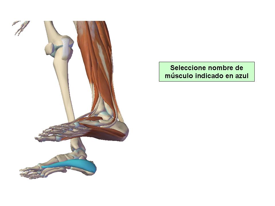 Para obtener chuleta presione aca.