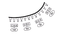 DNA Replication And Protein Synthesis Review