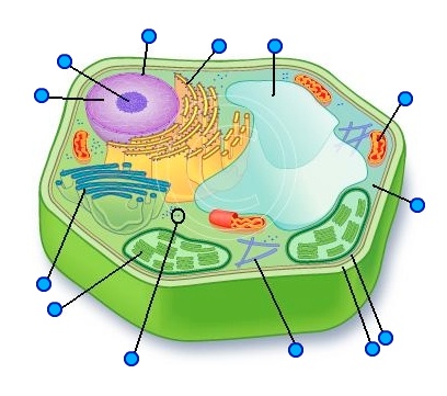 Image: https://www.proprofs.com/quiz-school/upload/yuiupload/996300369.jpg