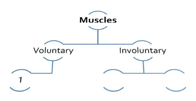 Identify Various Muscle Types