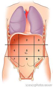 Human Body Quiz Quadrants And Regions Of Abdomen Proprofs Quiz