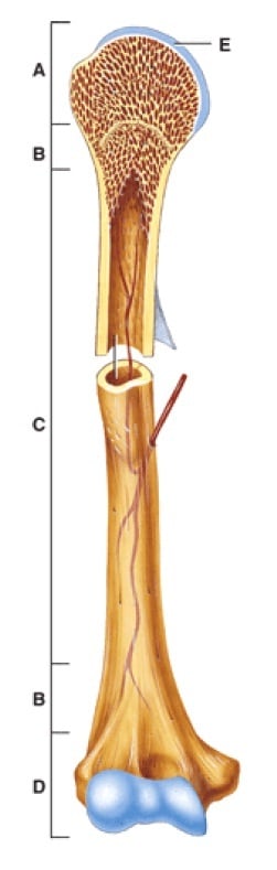 Featured image of post Long Bone Labeling Quiz Put those phalanges to work and tap on the answers