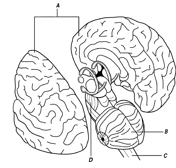 Image: https://www.proprofs.com/quiz-school/user_upload/ckeditor/Brain%201.png