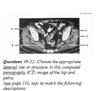 Anatomy Lower Limb Sem. 1 - Quiz