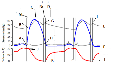 Cardiac Cycle Quiz Proprofs Quiz