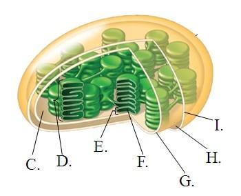Cp Bio 2 - Photosynthesis Quiz (Fall 2014) - Quiz