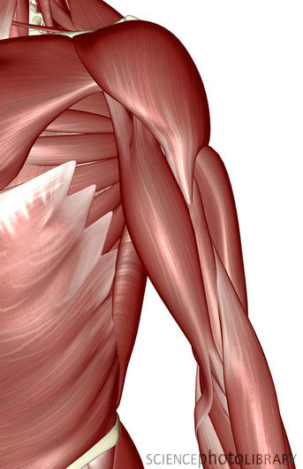 The Structure And Function Of The Muscular System