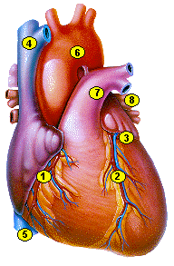 Cardiovascular & Lymphatic System Quiz - Quiz