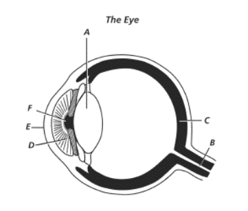 Image: https://www.proprofs.com/quiz-school/user_upload/ckeditor/Picture%201(9).png