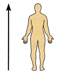 Orientation And Directional Terms