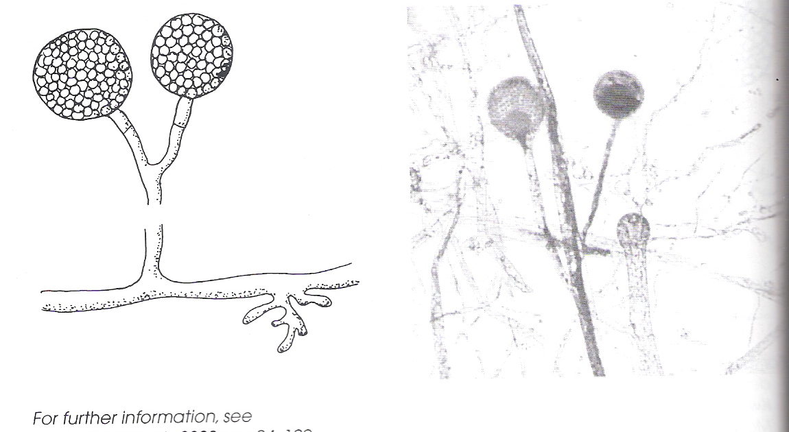 Признаки грибов мукор
