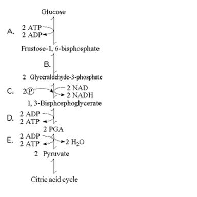 What are some common questions in a biology quiz?