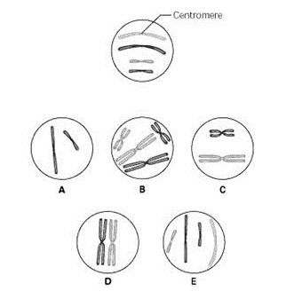 ap biology free response questions mitosis and meiosis