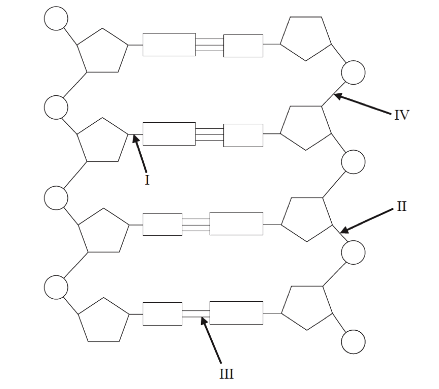 Ген это фрагмент молекулы. Схема строения молекулы ДНК. Молекула ДНК схема. Построение схем молекул ДНК. Структура молекулы ДНК схема.