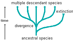 Biology Chapter 11 Section 6: Patterns In Evolution