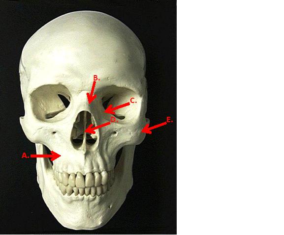 Unit II: Axial Skeleton & Articulations