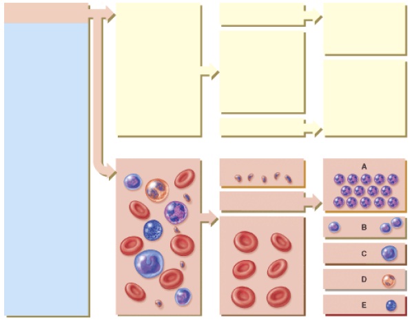 Anatomy And Physiology Questions - The Cardiovascular System: The Blood