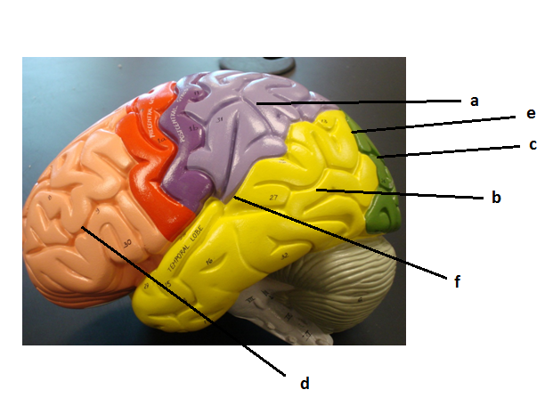 Nervous System - The Brain And Cranial Nerves