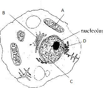 A Quiz On Cell Organelles