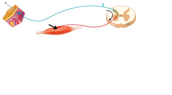 Unit IV: Neuron Classification, Reflexes & Vision