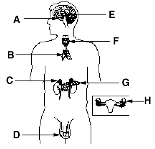 endocrine system diagram for kids unlabeled