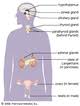 Body Systems And Functions - Quiz