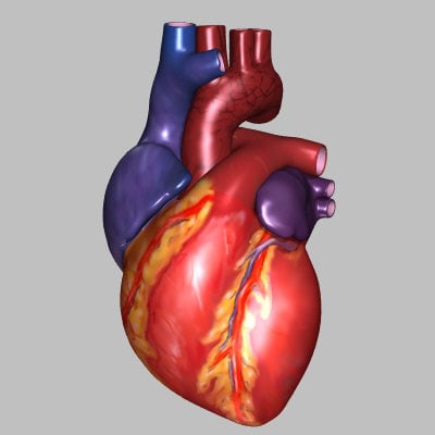 Integrated Science- Form 4- Cardiovascular System - Quiz