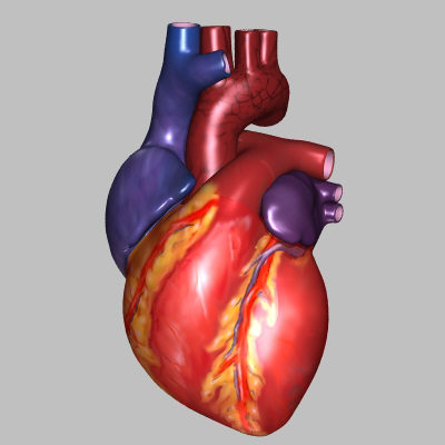 Integrated Science- Form 4- Cardiovascular System