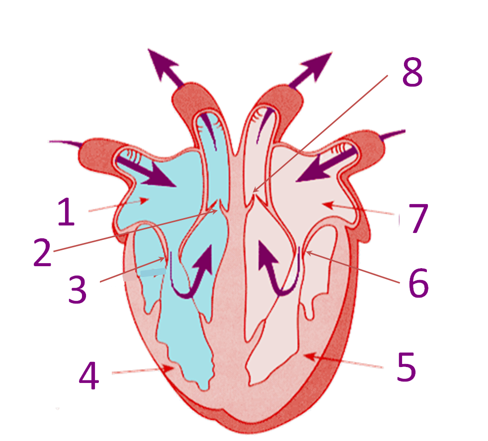 Parts of The Heart