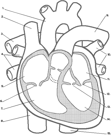 Olsen Heart Anatomy Quiz